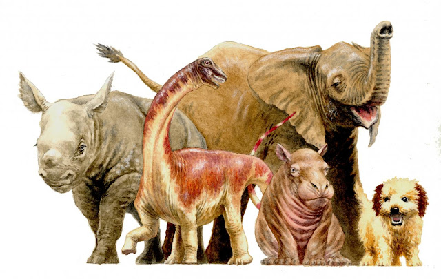 Giant dinosaurs hatched with adult-like proportions Giant dinosaurs hatched with adult-like proportions