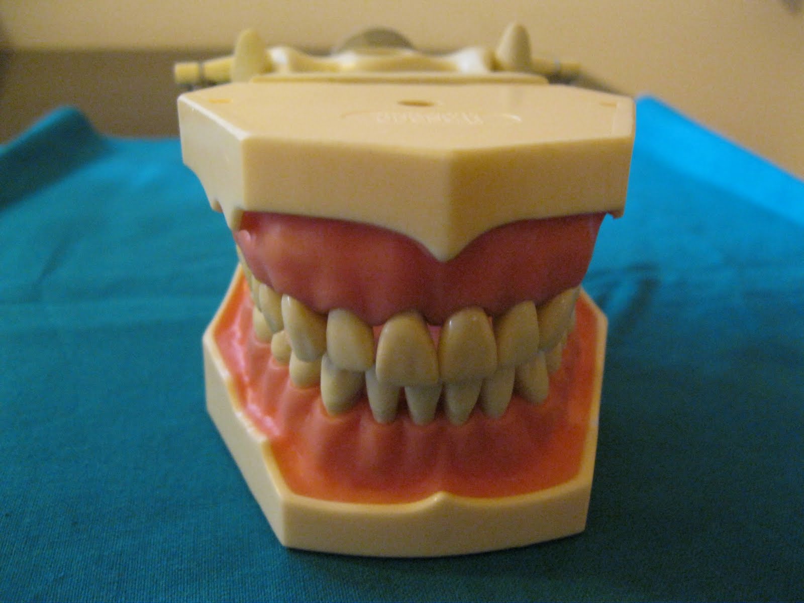 TYPODONT JAWS AND TEETH BUYERS OF TYPODONT FROM APEXION