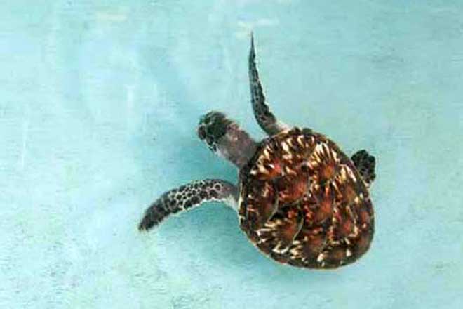 penangkaran penyu pulau kelapa dua kepulauan seribu