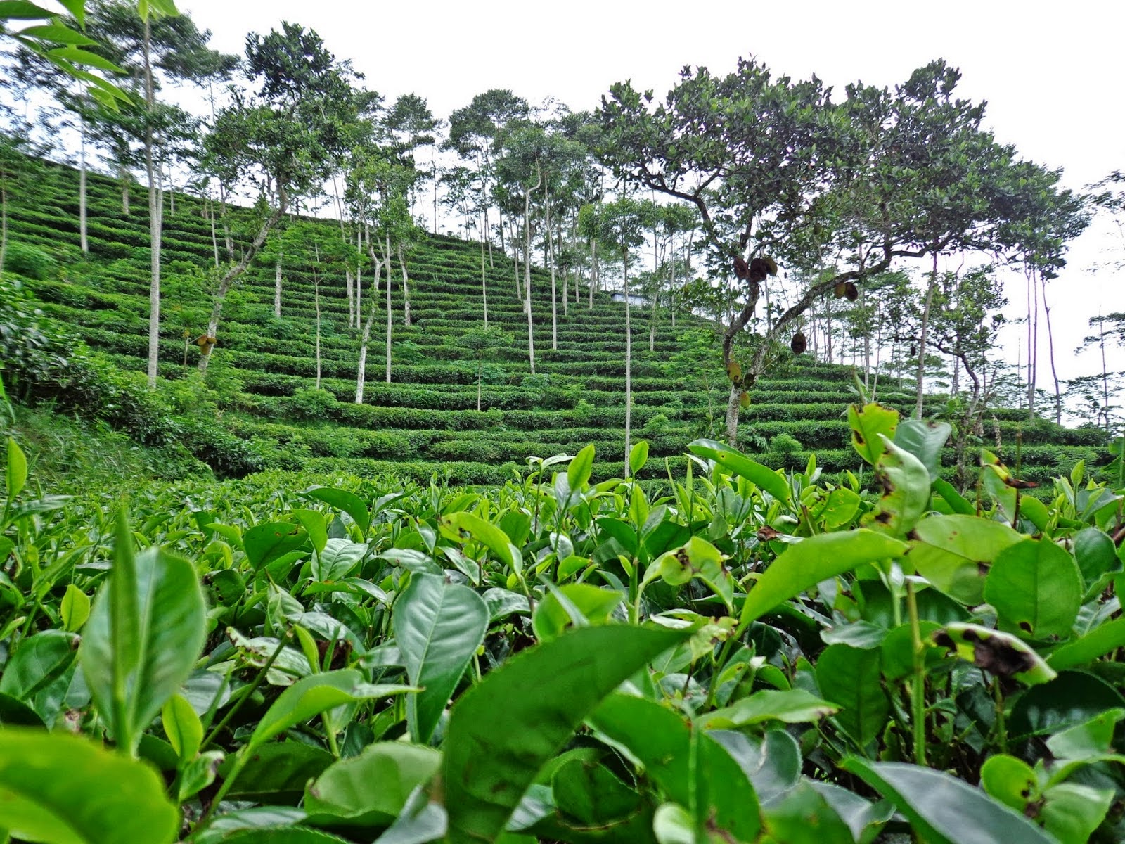 Indahnya Wisata Kebun Teh Nglinggo