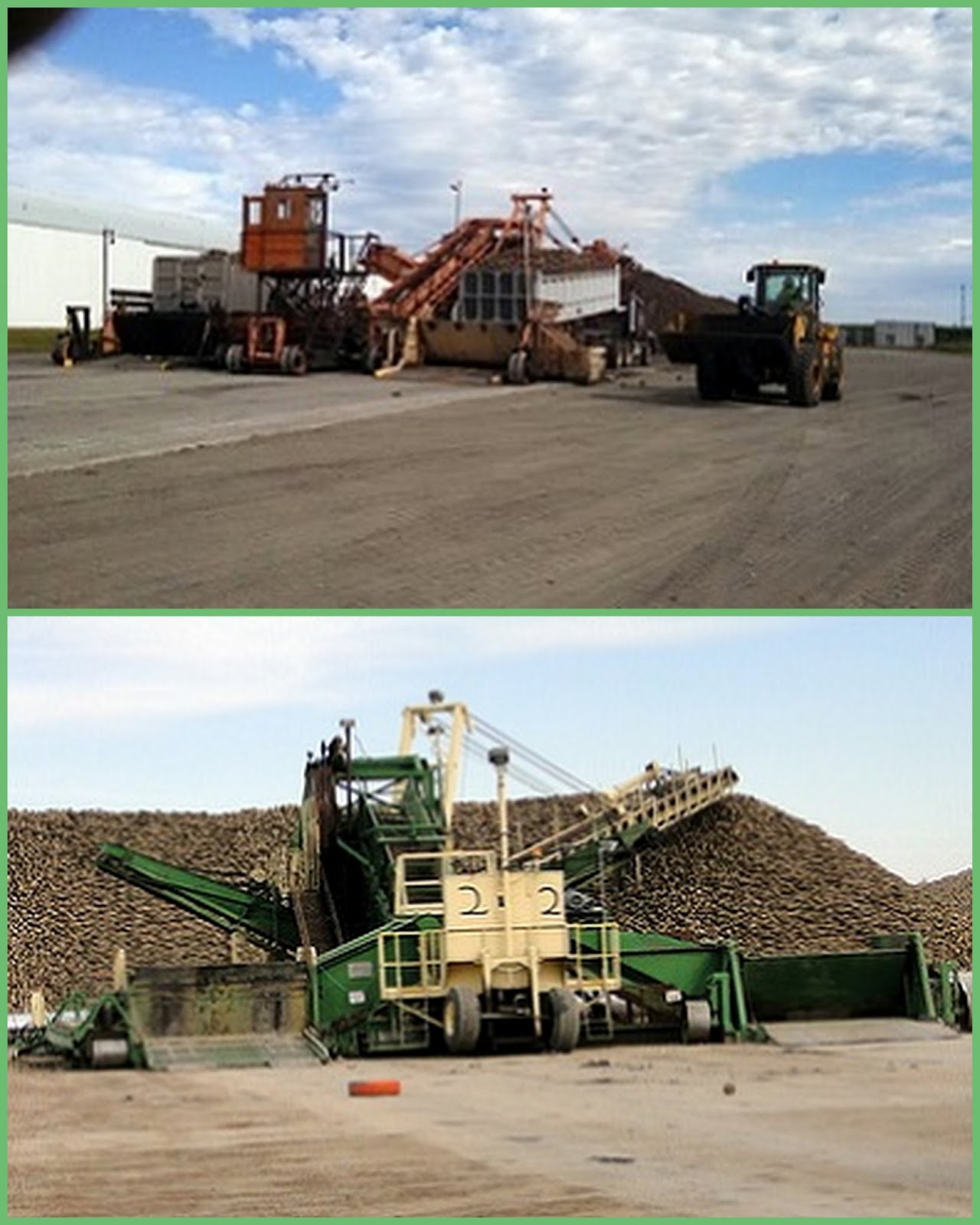 Follow the Cougar One That Heaps Up The Sugar Beet Piler