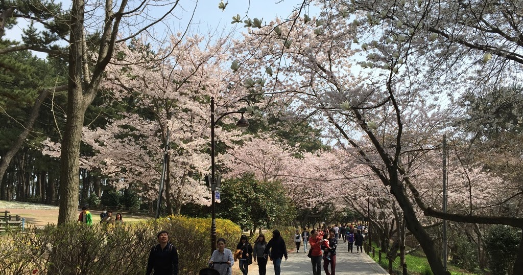 Taman Bunga Korea Selatan / Fantastis 17+ Gambar Bunga Yang Ada Di