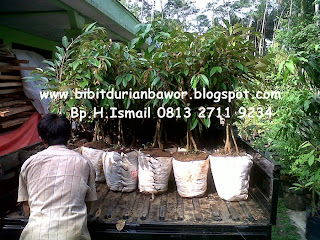 http://4.bp.blogspot.com/-Imf2fig2Pgk/U7UyUnShv-I/AAAAAAAADW8/7Nb6bFJkWkY/s1600/bibitdurianbawor7.jpg