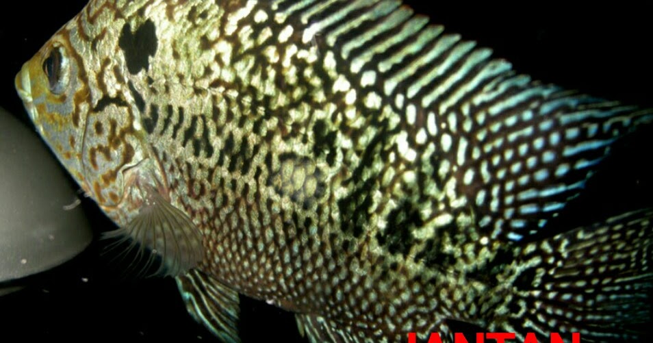 Cara Membedakan Anakan Ikan Louhan Jantan Dan Betina