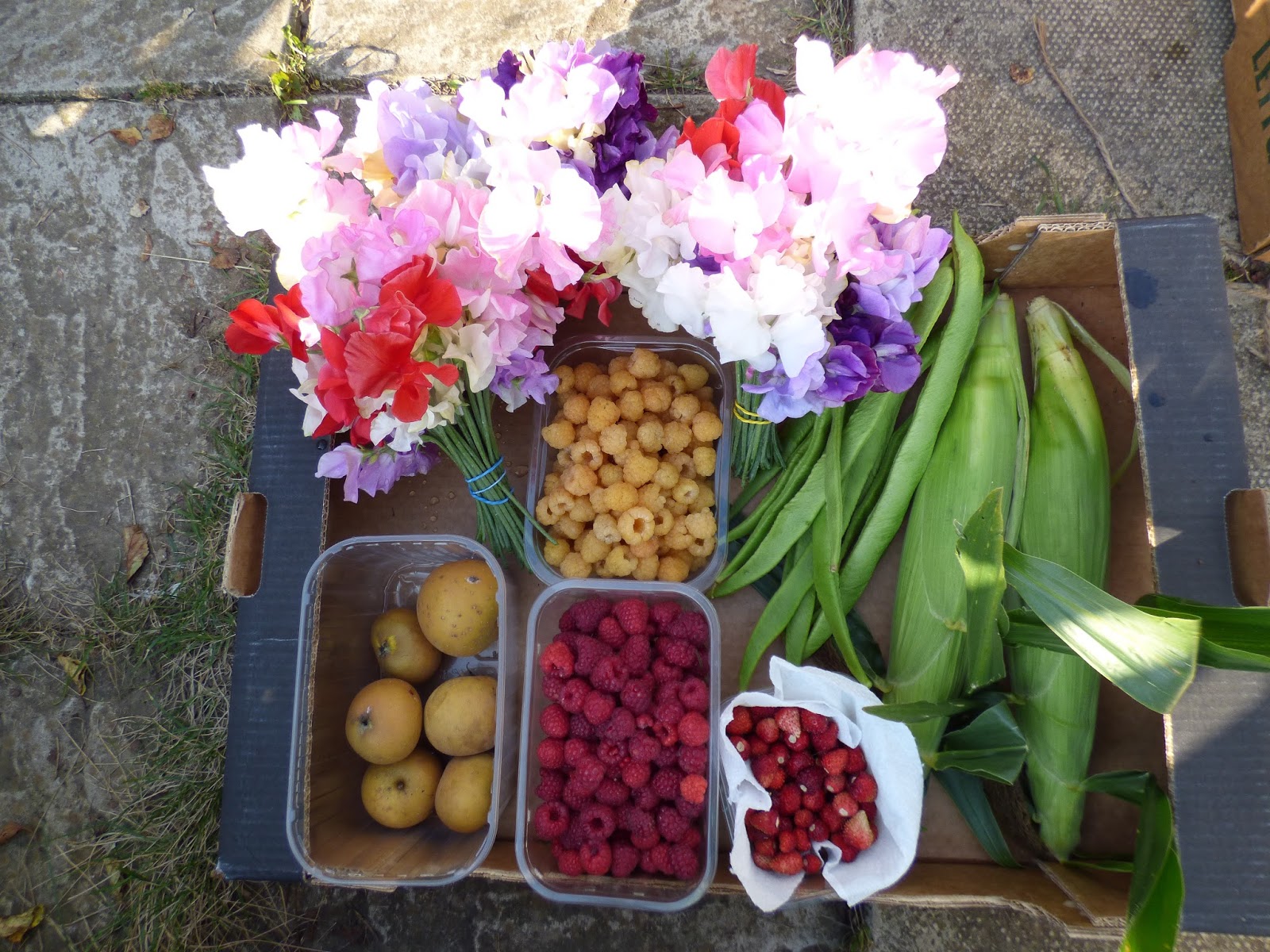 Our Plot at Green Lane Allotments Harvest All things great and small