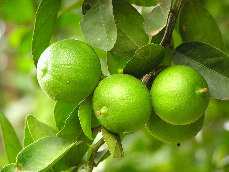Tips Langsing dengan Jerus Nipis Tips Langsing dengan Jerus Nipis