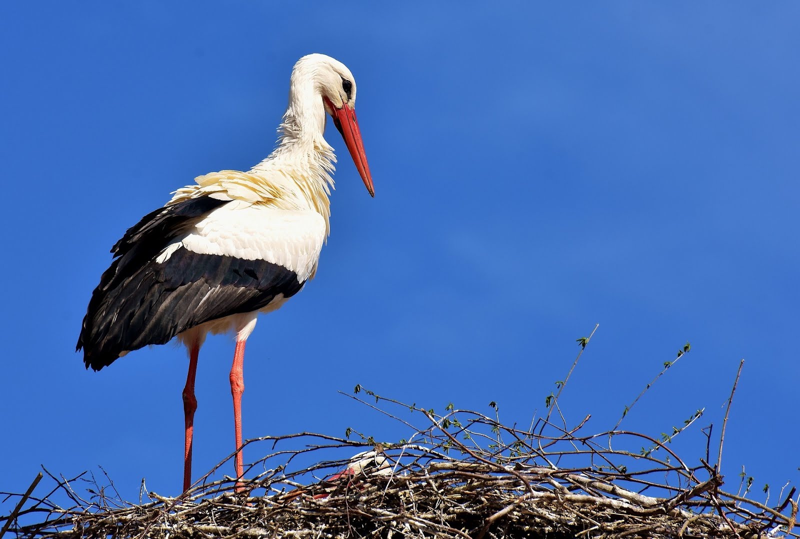 Ömür bazen kısa, bazen de uzun geliyor Rüyada Leylek Görmek
