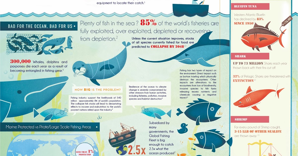 overfishing infographic: Overfishing infographic