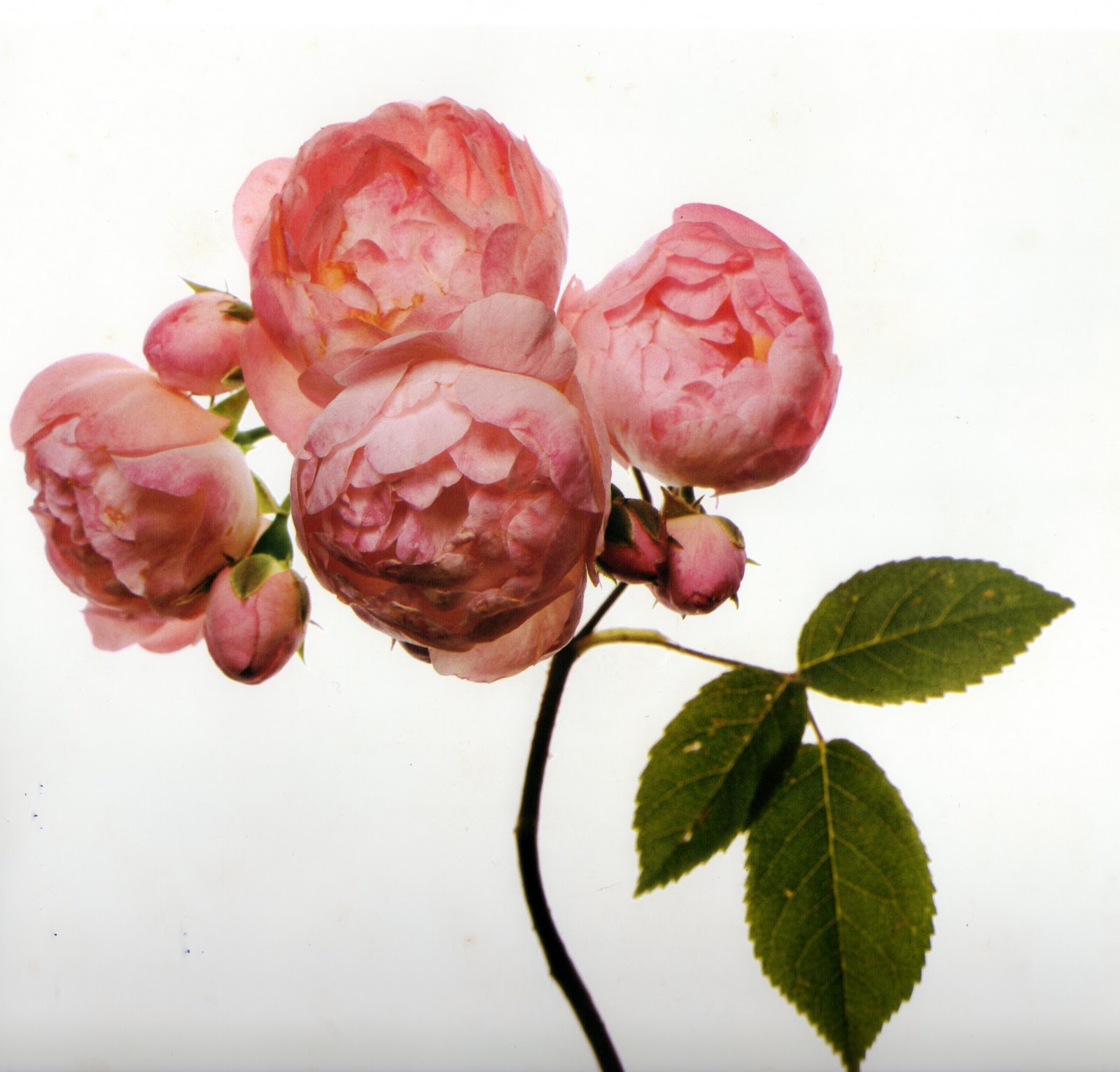 Meet Me in Philadelphia Irving Penn's "Flowers"