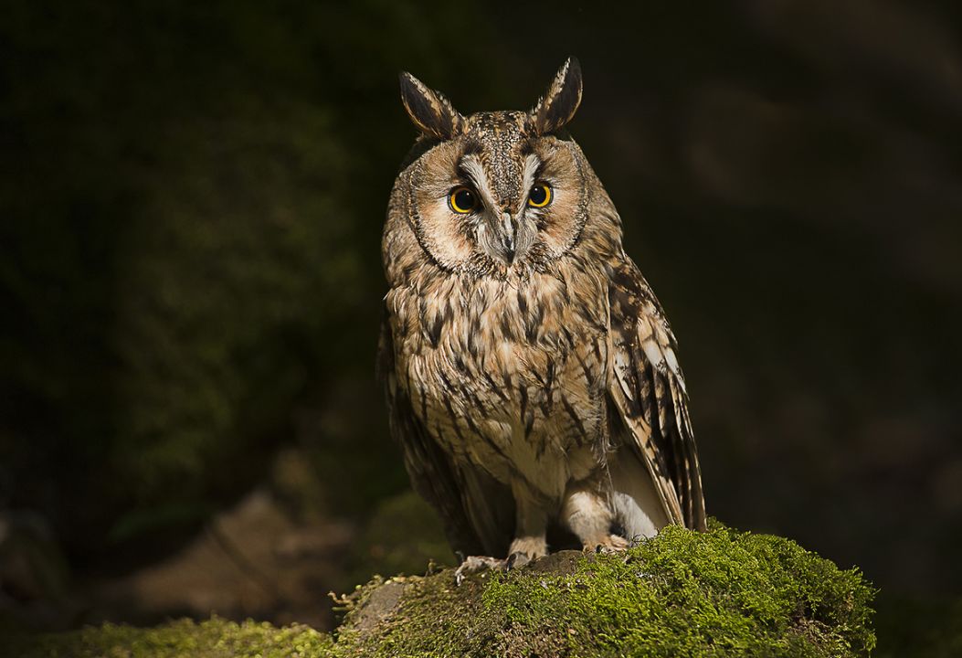 15. Long-Eared Owl