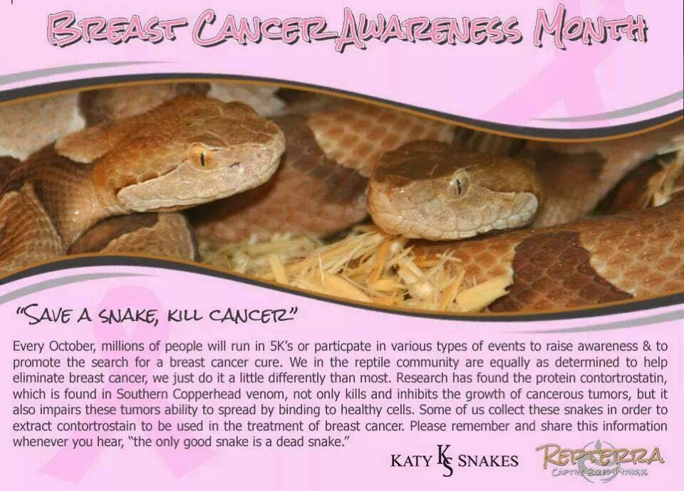 WildARk Productions Venomous Snakes of Arkansas