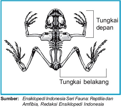 Mekanisme Gerak Pada Hewan Vertebrata