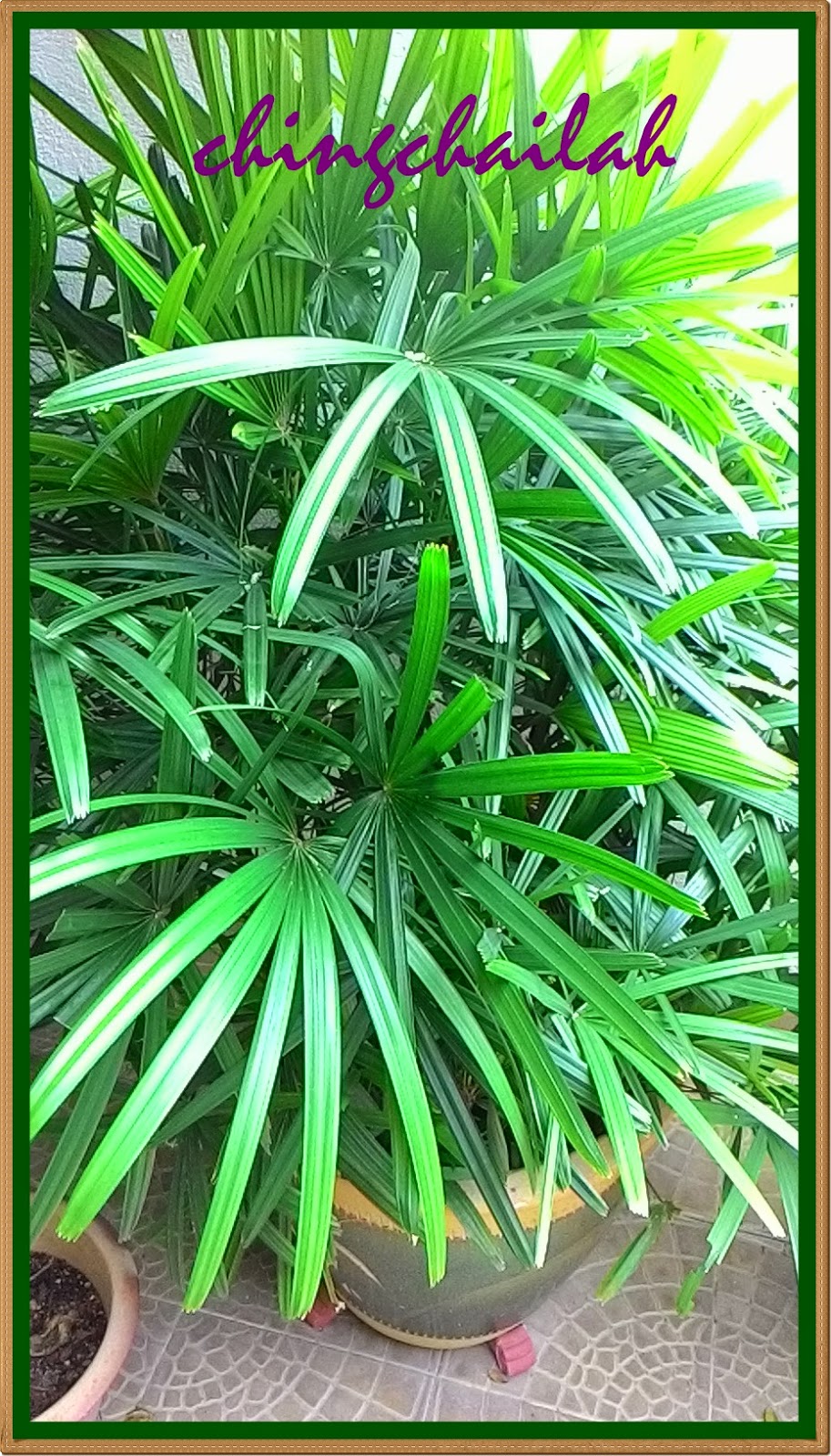 simple-living-in-nancy-growing-broadleaf-lady-palm-or-fan-palm-in-my