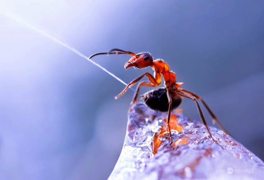 Mail2Day Incredible Ants Spray Acid to Defend Themselves (4 pics)