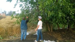 Berries in Berkit El-Saba' , Al Minufiyah, berries, egypt, health, nutrition, اكل التوت, التوت, الحسينى محمد, الخوجة, الصحة, المعلمين, berries, أكل التوت فى بركة السبع’التوت, الحسينى محمد, الخوجة, المنوفية, بركة السبع, فوائد اكل التوت Berries in Berkit El-Saba' , Al Minufiyah, berries, egypt, health, nutrition, اكل التوت, التوت, الحسينى محمد, الخوجة, الصحة, المعلمين, berries, أكل التوت فى بركة السبع’التوت, الحسينى محمد, الخوجة, المنوفية, بركة السبع, فوائد اكل التوت