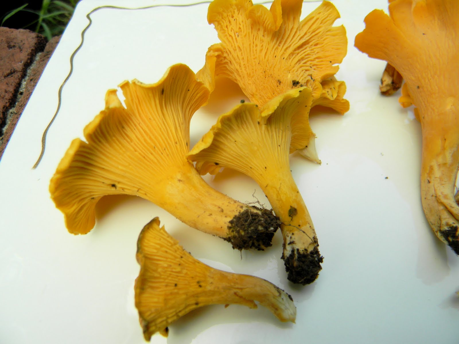 rainy with a chance of mushrooms july is chanterelle season in tennessee