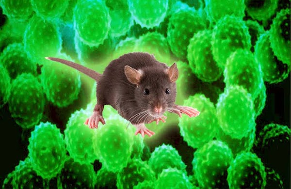ALERTAS: el hantavirus aparece en argentina. ALERTAS: el hantavirus aparece en argentina.