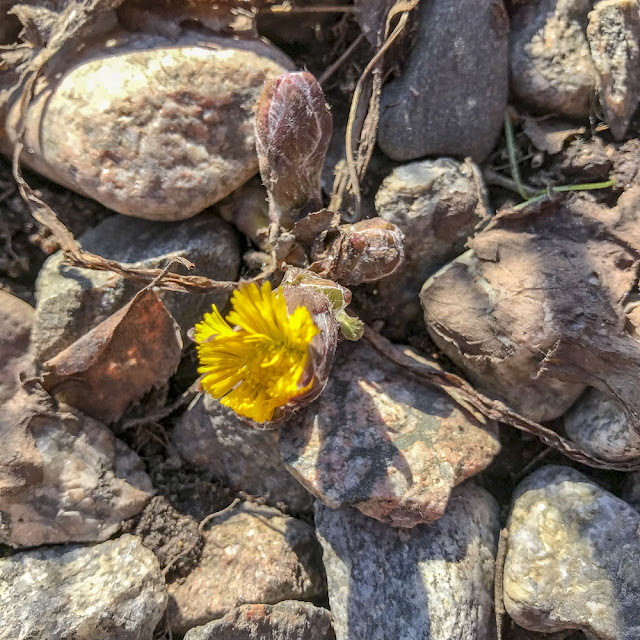 tussilago, vårblomma tussilago, vårblomma
