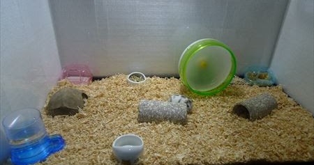 水槽用品をハムスター飼育に使用してみる さかなボックス
