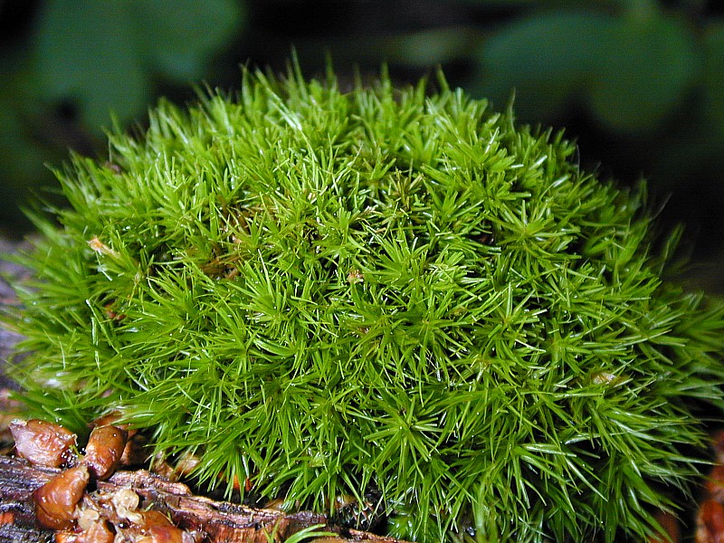 Moss Notes Asexual Reproduction/Vegetative Propagation