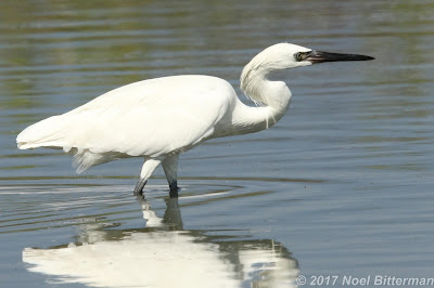 Reddish Egret (White Morph)