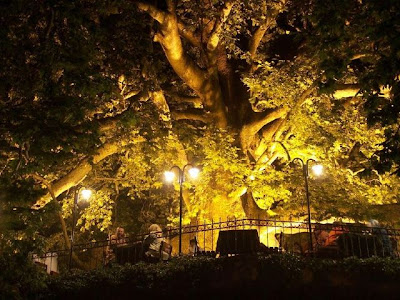 inkaya çınar altında gece inkaya çınar altında gece
