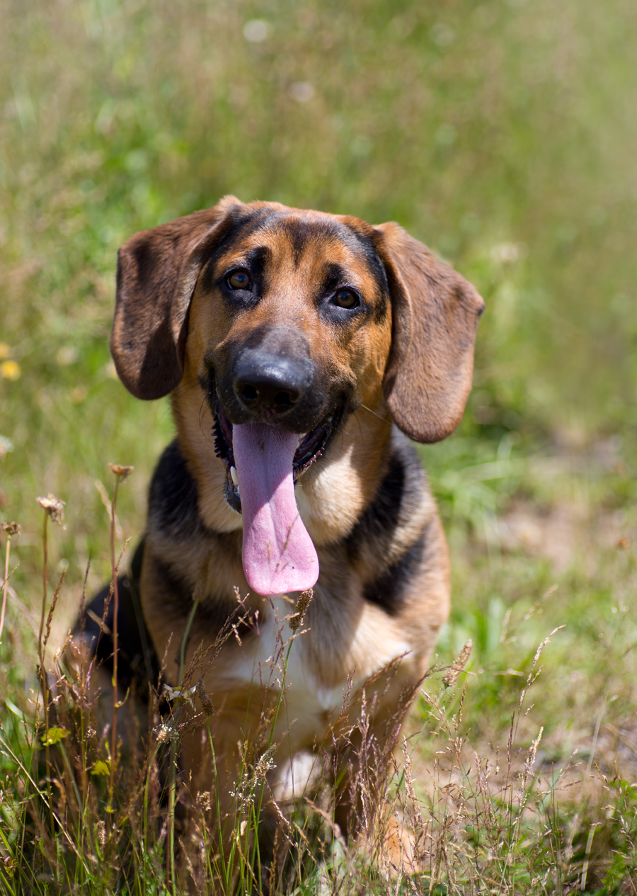 basset hound mixed with german shepherd
