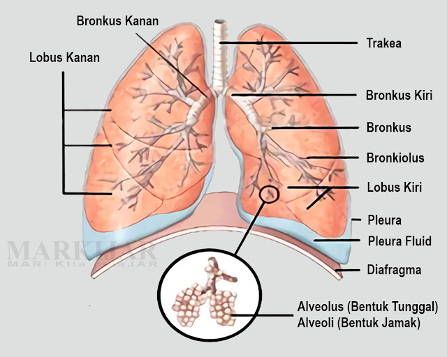 Paru-paru sebagai organ ekskresi mengeluarkan zat sisa berupa