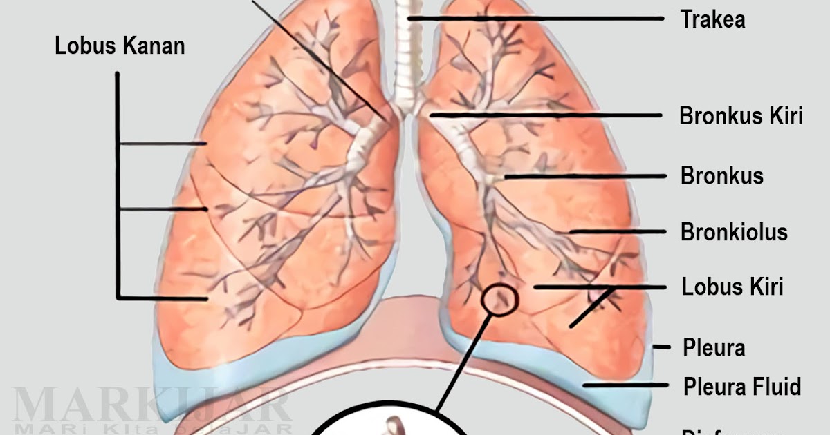 76+ Gambar Organ Hati Yang Rusak Paling Hist