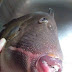 See Viral Photos Of A Fish With Big Lips and Teeth
