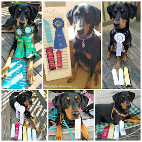 doberman scent work nose dog sports canine ribbons rescue