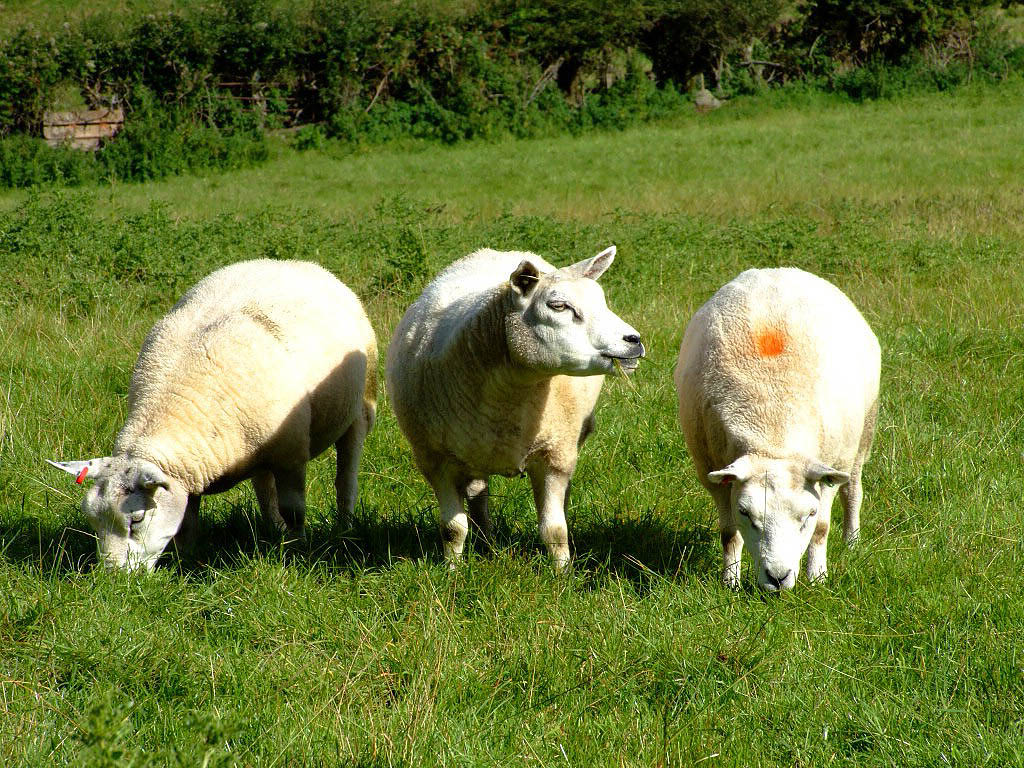 Schapen-achtergronden-dieren-schaap-wallpapers-foto-19.jpg