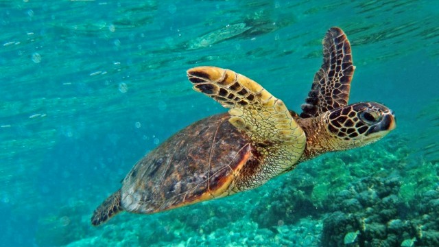 Lampedusa - Caretta Caretta - Poracci In Viaggio lampedusa-caretta-caretta-poracci-in-viaggio