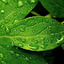 Groene bladeren met waterdruppels