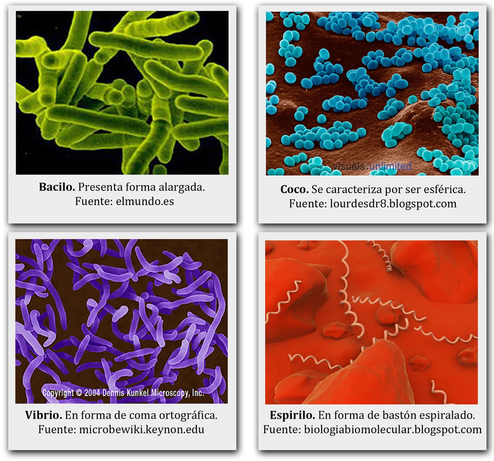 Arriba 105+ Imagen De Fondo Imágenes De Bacterias Con Nombres El último