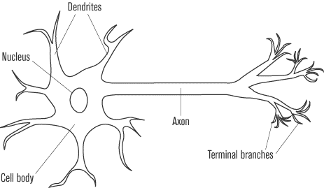 NERVOUS SYSTEM OF ANIMALS, CENTRAL AND PERIPHERAL NERVOUS SYSTEM OF ANIMAL