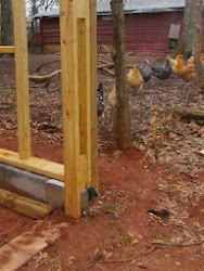 coop chicken evolution admiring tell wish could