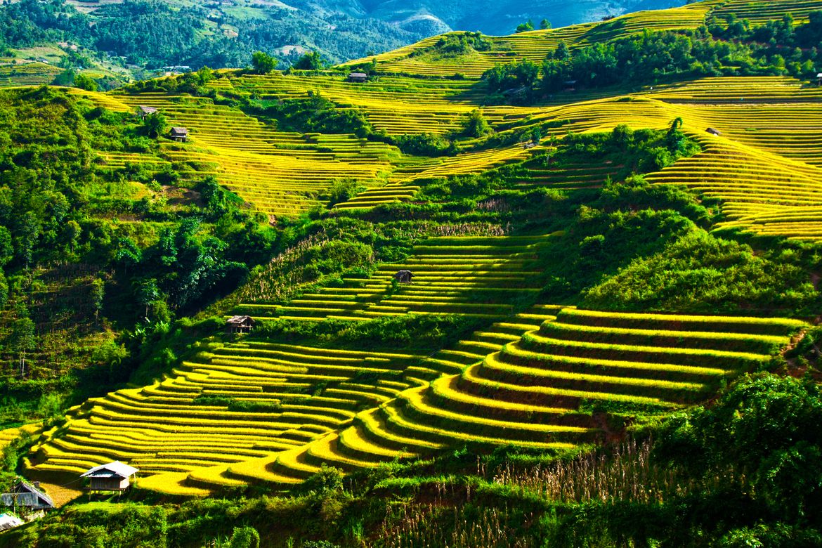 Top 20 hình nền ruộng bậc thang và cánh đồng lúa Hoàng Su Phì của Hà Giang   Hình nền Cánh Bậc thang