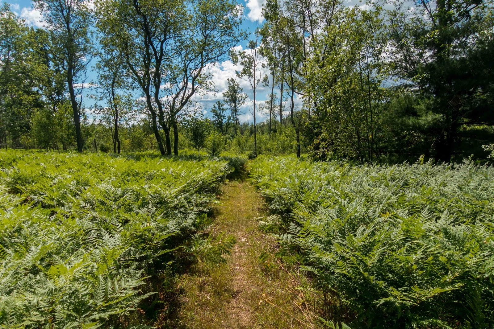 Eric's Hikes North Country Trail/Fife Lake Loop