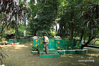 kebun raya bogor