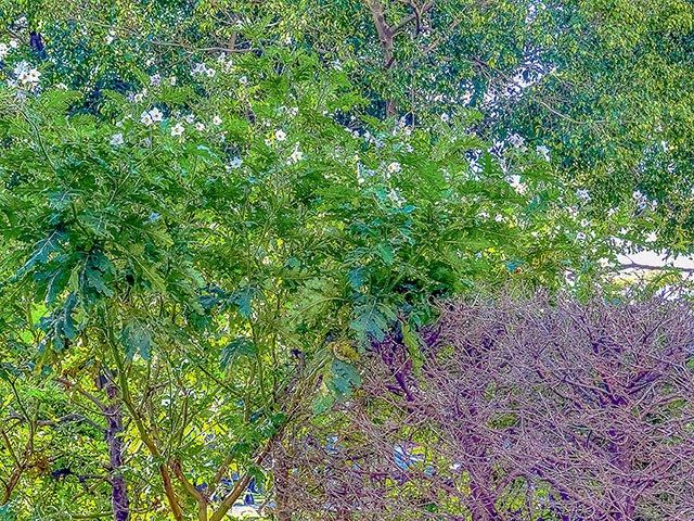 Flores blancas en la copas de árboles.