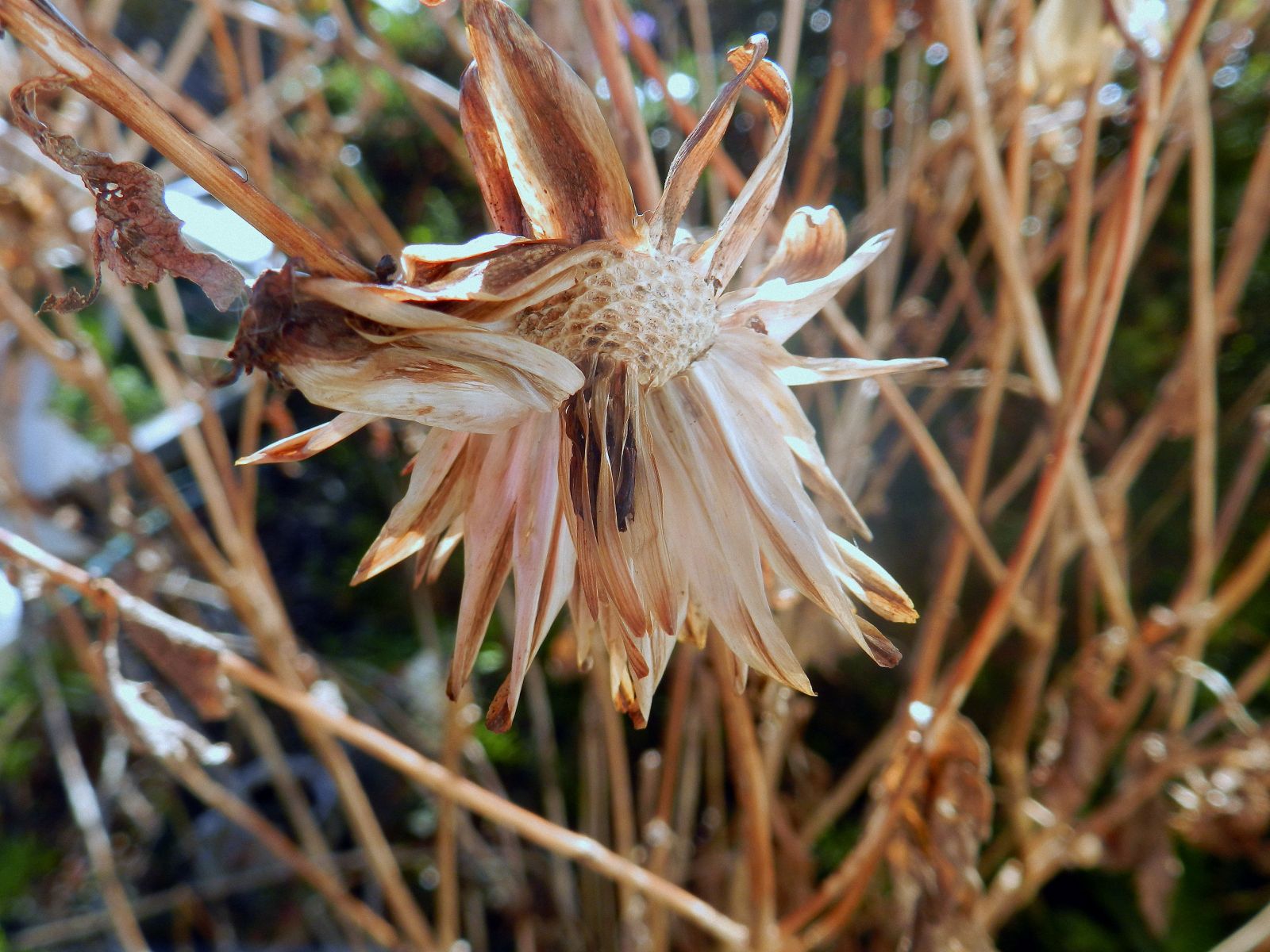 The Paddock Dead dahlias