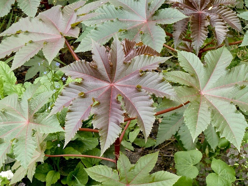 Ресторан касторка екатеринбург Ресторан касторка екатеринбург