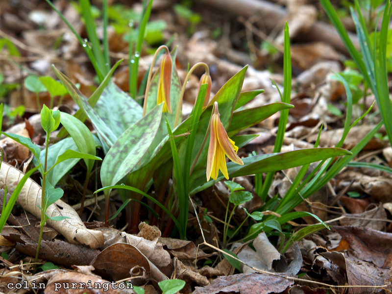 Yellow trout lily, Erythronium americanum. It blooms in the woodland in mid-spring.