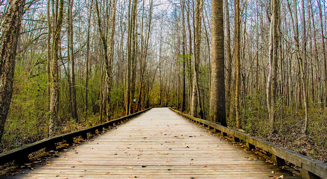 Bridge Between Brown Wooden Lifeless Tree During Day Time Bridge Between Brown Wooden Lifeless Tree During Day Time