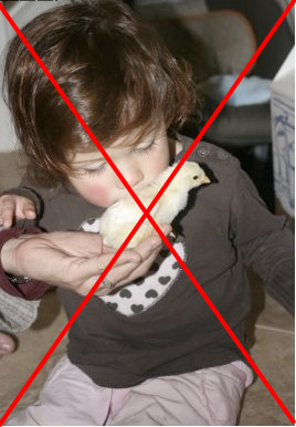 Unsafe Practice:  Infant kissing chick, risk of salmonella poisoning or other disease causing severe illness or death