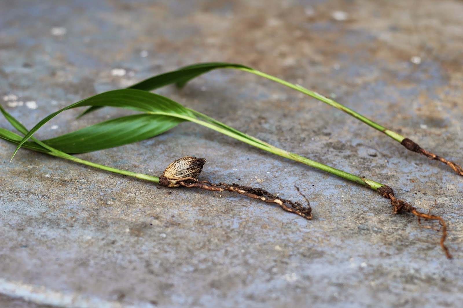 Raising 4 Princesses baby palm trees