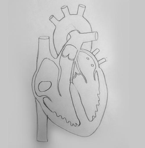 drawing of internal structure of heart