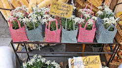 Jolies fleurs d'edelweiss à vendre