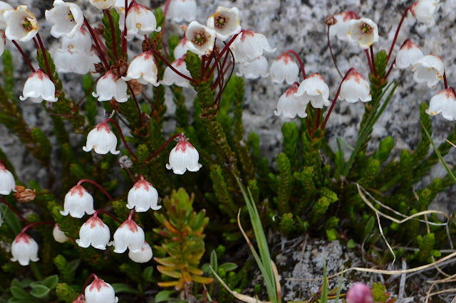 small white flowers that generally hang downward